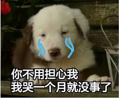 狗狗哭的表情包图片