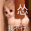 萌宠 猫星人 怂 我不行 搞怪 呆萌