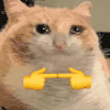 萌宠 猫咪 哭 呆萌 可爱