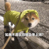 萌宠 狗狗 如果不是贫穷我会来上班 呆萌 可爱