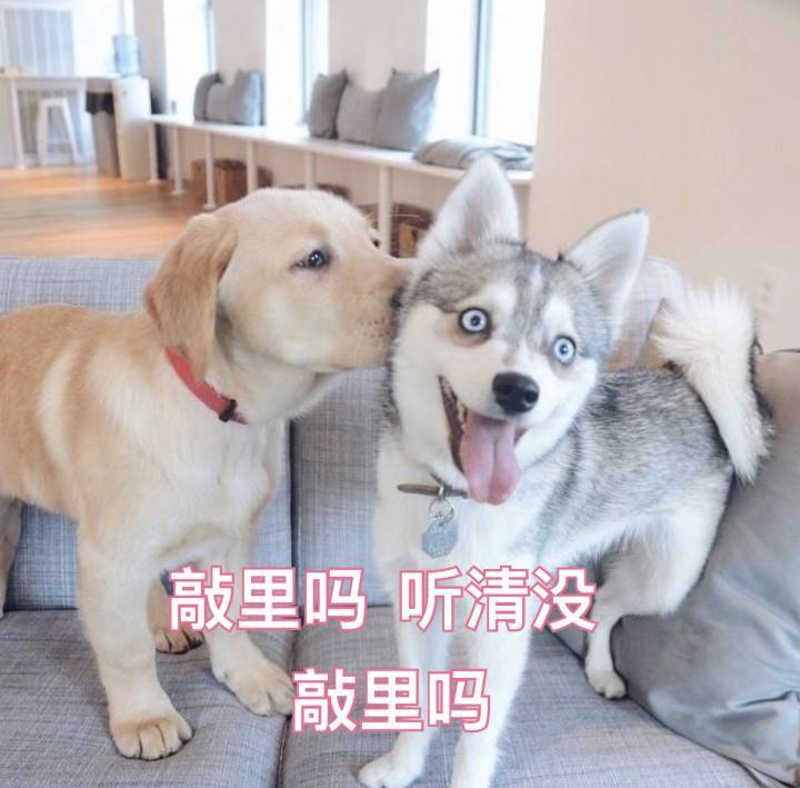 悄悄话狗狗图片