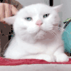 萌宠 猫咪 得意 呆萌 可爱