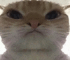 萌宠 猫咪 盯 呆萌 可爱