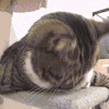 萌宠 猫咪 困了 呆萌 可爱