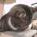 萌宠 猫咪 困了 呆萌 可爱