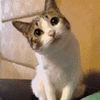 萌宠 猫咪 好奇 呆萌 可爱