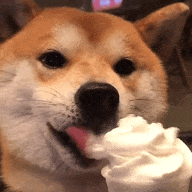 萌宠 狗狗 吃冰淇淋 呆萌 可爱