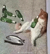 萌宠 猫咪 醉了 呆萌 可爱