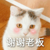 萌宠 猫咪 谢谢老板 呆萌 可爱