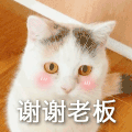 萌宠 猫咪 谢谢老板 呆萌 可爱