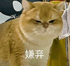 萌宠 猫咪 嫌弃 呆萌 可爱