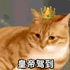萌宠 猫咪 皇帝驾到 呆萌 可爱