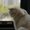 萌宠 猫咪 不想看 呆萌 可爱