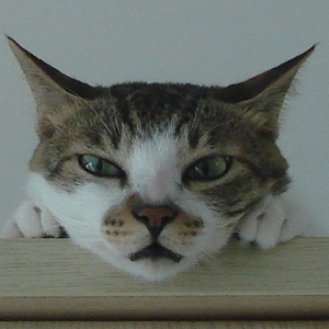 猫咪睁大眼睛的表情包图片