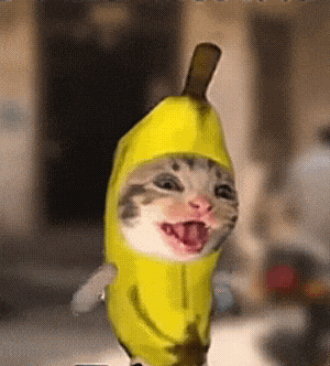 香蕉猫 meme 可爱 搞怪