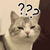 萌宠 猫咪 ？？？ 呆萌 可爱