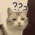萌宠 猫咪 ？？？ 呆萌 可爱