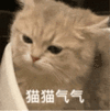 萌宠 猫咪 猫猫气气 呆萌 可爱