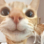 萌宠 猫咪 开心 呆萌 可爱