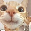 萌宠 猫咪 开心 呆萌 可爱