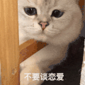 萌宠 猫咪 不要谈恋爱 呆萌 可爱