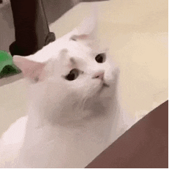 萌宠 猫咪 伤心 呆萌 可爱