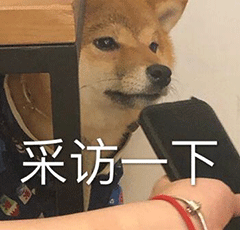 萌宠 狗狗 采访一下 呆萌 可爱