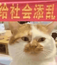 萌宠 猫咪 给社会添乱 呆萌 可爱