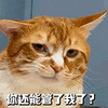 萌宠 猫咪 你还能管了我了 呆萌 可爱