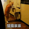 萌宠 猫咪 猫猫祟祟 呆萌 可爱