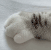 萌宠 猫咪 爪子 呆萌 可爱