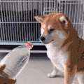 萌宠 狗狗 水 呆萌 可爱
