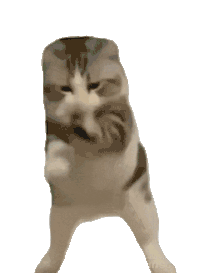 猫meme 可爱 搞怪 沙雕