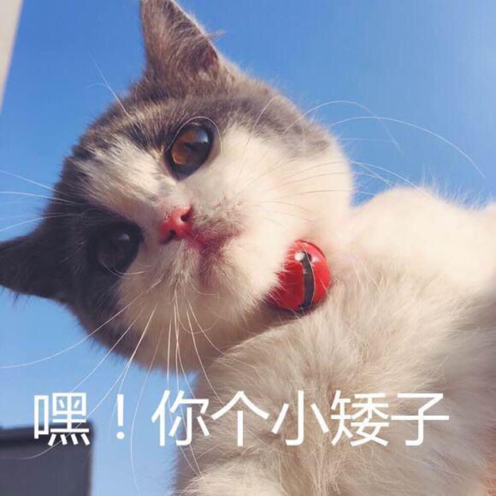 萌娃猫星人喂你个小矮子呆萌搞怪gif动图