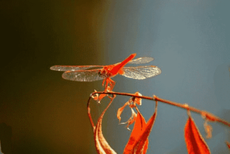 动态透明蜻蜓图片
