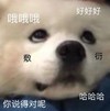 暴漫 汪星人 哈哈哈 你说得对 搞怪 呆萌