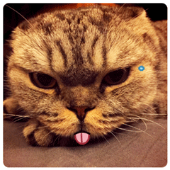 p图猫咪恶搞表情包图片