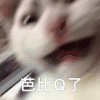 萌宠 猫咪 芭比Q了 呆萌 可爱