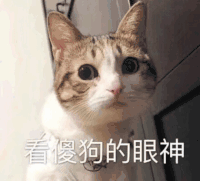 萌宠 猫咪 看傻狗的眼神 呆萌 可爱