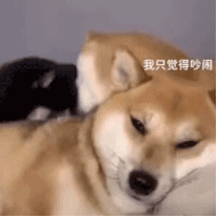 萌宠 狗狗 我只觉得吵闹 呆萌 可爱