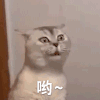 萌宠 猫咪 呦 呆萌 可爱