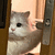 萌宠 猫咪 看看 呆萌 可爱