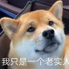 萌宠 汪星人 我只是一个老实人 可怜 呆萌 可爱