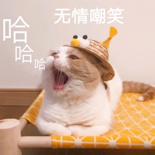 萌宠gif猫星人gif哈哈哈gif无情嘲笑gif呆萌gif搞怪gif