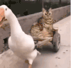 萌宠 猫咪 坐车 呆萌 可爱