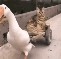 萌宠 猫咪 坐车 呆萌 可爱