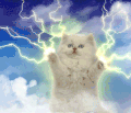 萌宠 猫咪 雷电 呆萌 可爱