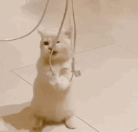 萌宠 猫咪 电线 呆萌 可爱