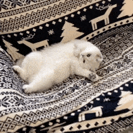 萌宠 猫咪 躺着 呆萌 可爱