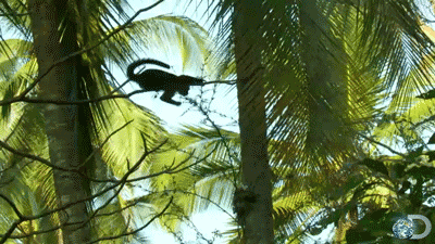 海滩椰树猴子跳跃调皮beachnaturegif动图